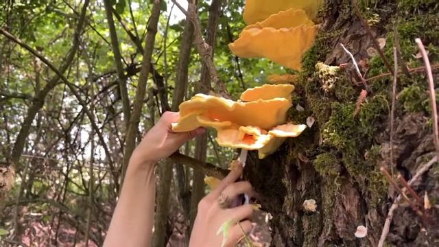 Schwefelporling, Chicken of the Woods, Laetiporus sulphureus - Leckeres Hähnchen aus dem Walde смотреть онлайн