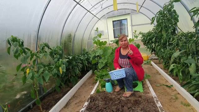 Длительное плодоношение огурцов до первых морозов - простые правила проверенные годами смотреть онлайн