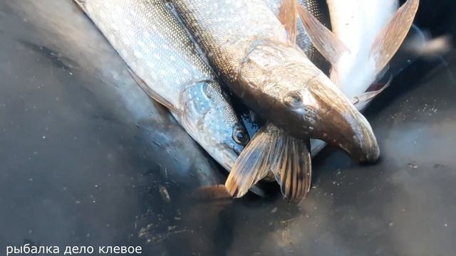 Трофей на реке Таз,летняя рыбалка на севере смотреть онлайн