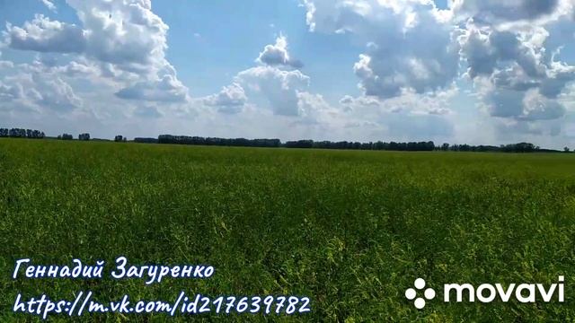 Цветение донника и эспарцета (июнь, 2021 г.) смотреть онлайн