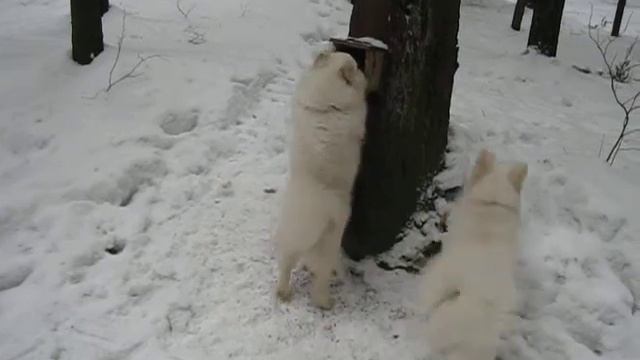 Чем кормят птичек?? смотреть онлайн