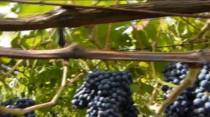 Виноград Красень