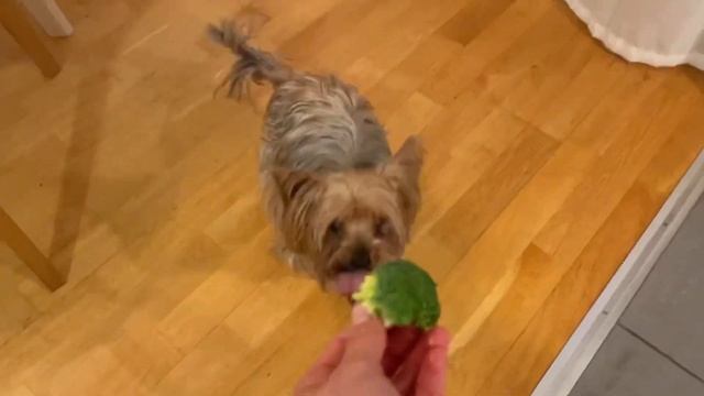 Кормлю йорка брокколи: эксперимент не удался?Йорк тоже любит кушать #здоровыйобразжизни смотреть онлайн