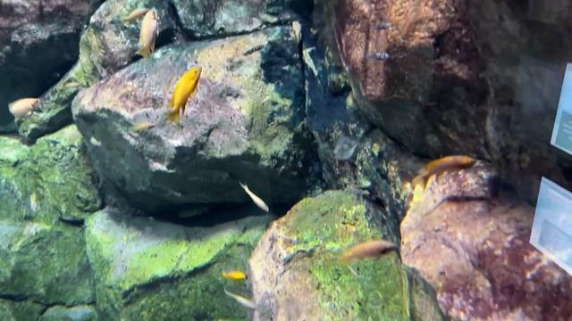 Разные красотки подводного царства!!!! смотреть онлайн