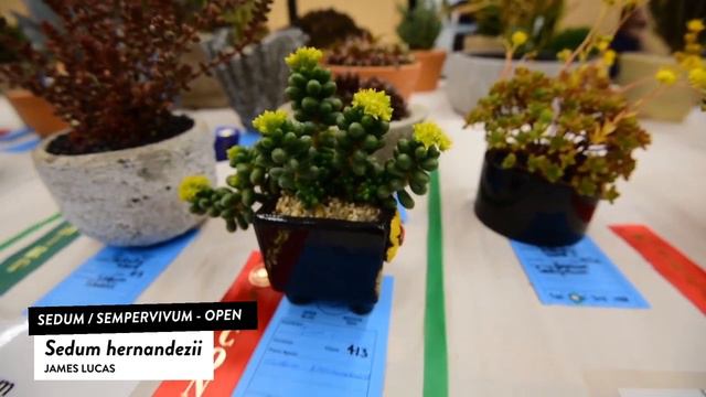 Succulents Identification: Sedum Hernandezii
