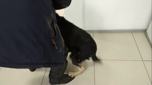 Черныш едет в Казань на осмотр. Отдаем рыжего котика новым хозяевам. смотреть онлайн