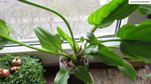 Цветение ДРИМИОПСИСА. Что делать со старыми листьями?