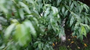 КАК УБЕРЕЧЬ УРОЖАЙ ПЕРСИКА И НЕКТАРИНА ОТ ГНИЛИ