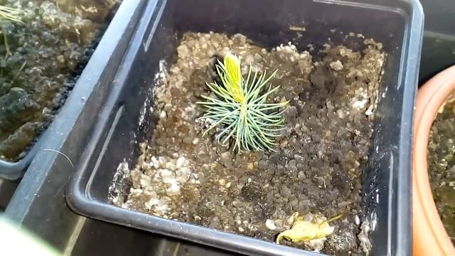 Скорость роста голубой ели