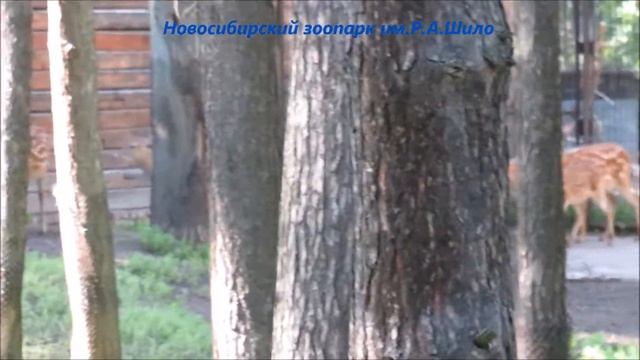 Пятнистые олени 09.07.2021 смотреть онлайн