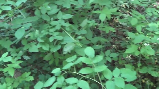 Свисток в лесу