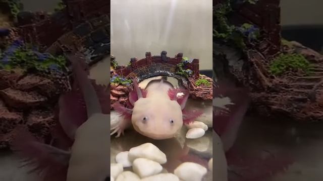 Как превратить аксолотля в ящерицу ? смотреть онлайн