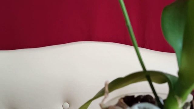 Мария Тереза домашние цветение. смотреть онлайн