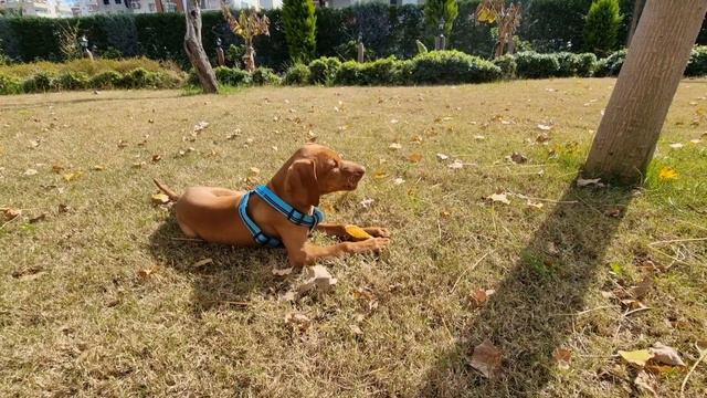 Зара кушает лимончик, арбузик и вообще все!