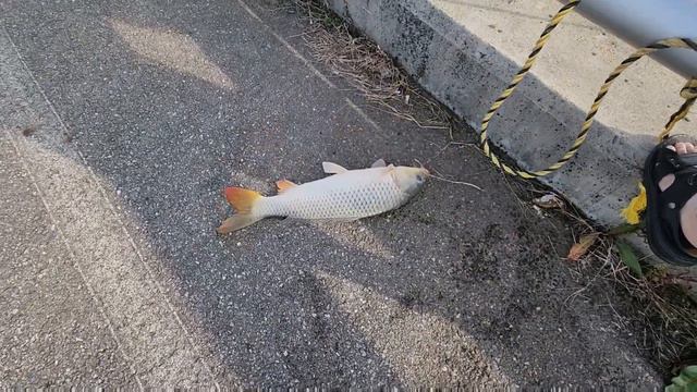 Весь паук подъёмник согнули эти сазаны, но сеть не порвалась. #fishing #낚시 #паук=подъёмник смотреть онлайн