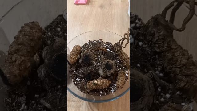 Сажаю НАРОСТЫ замиокулькаса. Интересный эксперимент. смотреть онлайн