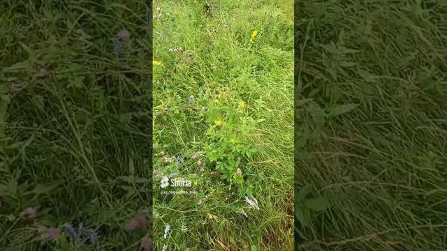 Стоит ли косить траву_