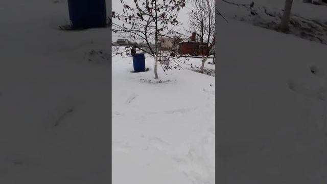 💨Метель. Осматриваем сад и засыпаем оголённые приствольные круги. смотреть онлайн