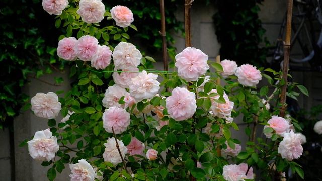 A QUICK TOUR OF ROSES IN MY GARDEN // MINERVA ROSE, SABRINA ROSE, OLIVIA DAVID AUSTIN ROSE...