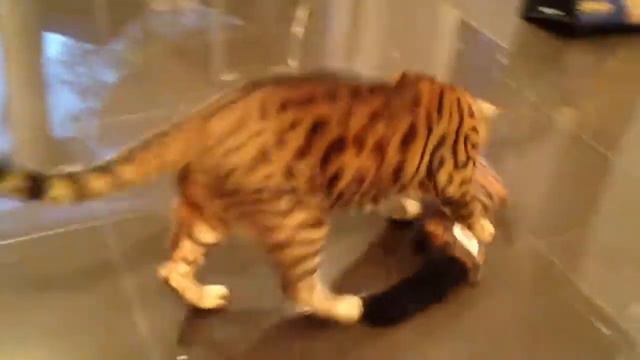 A Bengal Cat And His Kicker смотреть онлайн