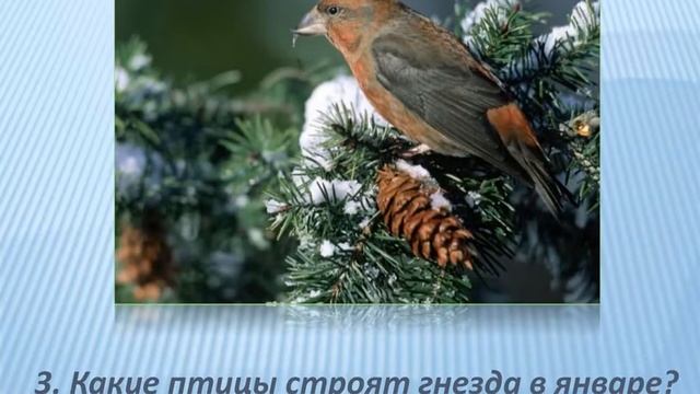 Зимующие птицы смотреть онлайн