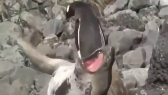 куда холодными лапами смотреть онлайн