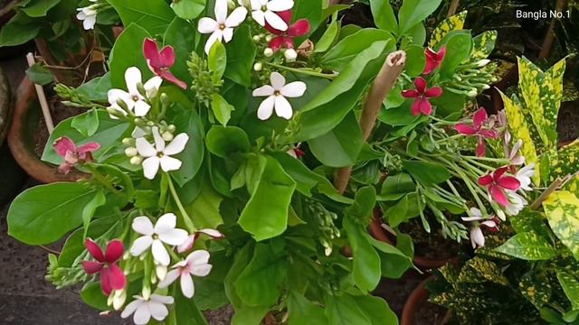 Flower Plants Market || Rangoon Creeper Kamini Plant Ixora Plant Bougainvillea Plant Curry Pata смотреть онлайн