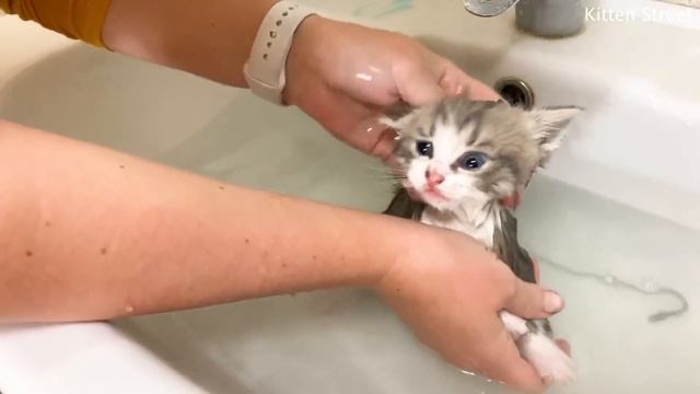 First bath for kitten Johnny and its loud meow смотреть онлайн