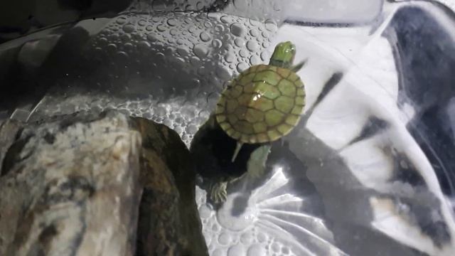 2,5 года спустя/Вес черепах смотреть онлайн