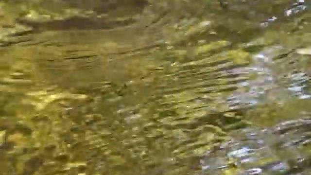 Европейская болотная черепаха смотреть онлайн