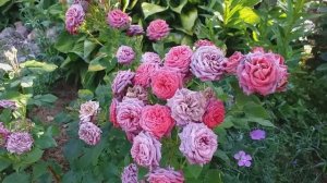 РОЗЫ спрей ЛАВЛИ ЛИДИЯ Барбадос ТИРАМИСУ Регенсберг