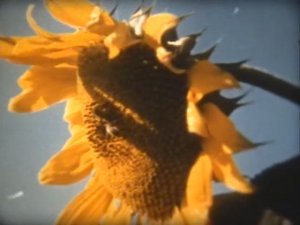 Биология. Строение и жизнедеятельность растений. Солнце, жизнь и хлорофилл