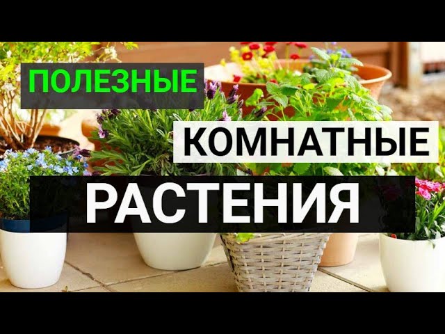 САМЫЕ ПОЛЕЗНЫЕ КОМНАТНЫЕ РАСТЕНИЯ ДЛЯ ВЫРАЩИВАНИЯ В ДОМАШНИХ УСЛОВИЯХ смотреть онлайн