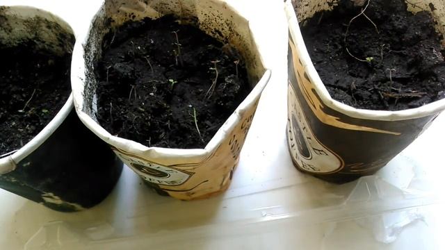 ???Павловния из семян - состояние проростков. Очередная зимовка пчел в марте. Подарили инструмент смотреть онлайн