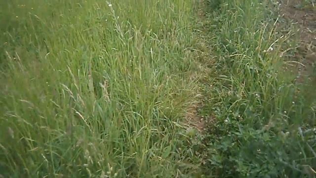 Картошка, посаженная под зиму. Всходы! смотреть онлайн