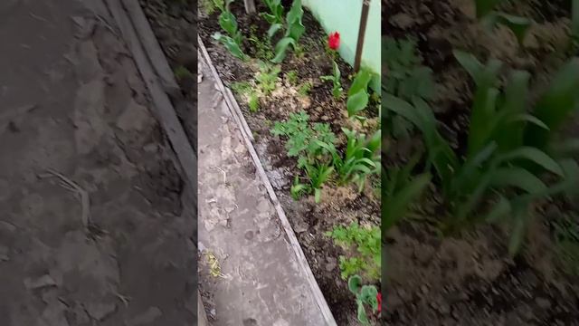 Мій тихий рай. Живцюю хризантеми. Перевалюю сурфінії та петунії. смотреть онлайн