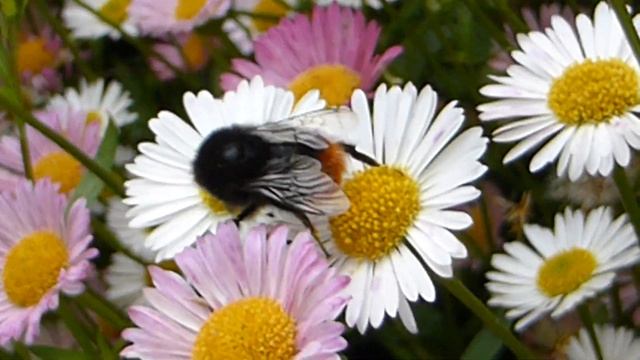 Erigeron karvinskianus - Fleabane - Bumblebee - Fíflar - Hunangsflugur - Skordýr - Sumarblóm смотреть онлайн