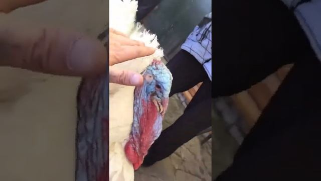 Вот это птица…. смотреть онлайн