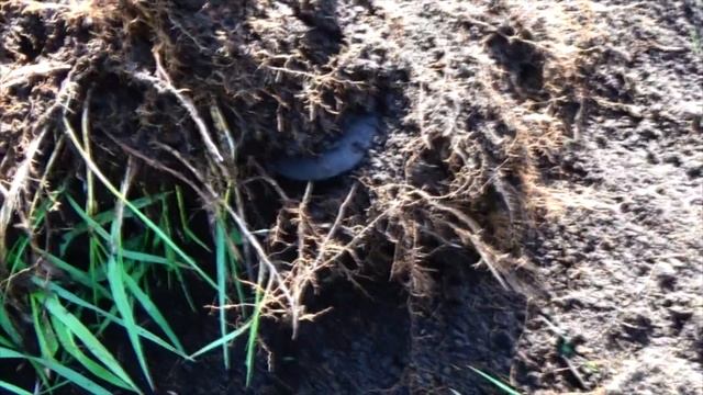 Серебряная корона Российской Империи смотреть онлайн