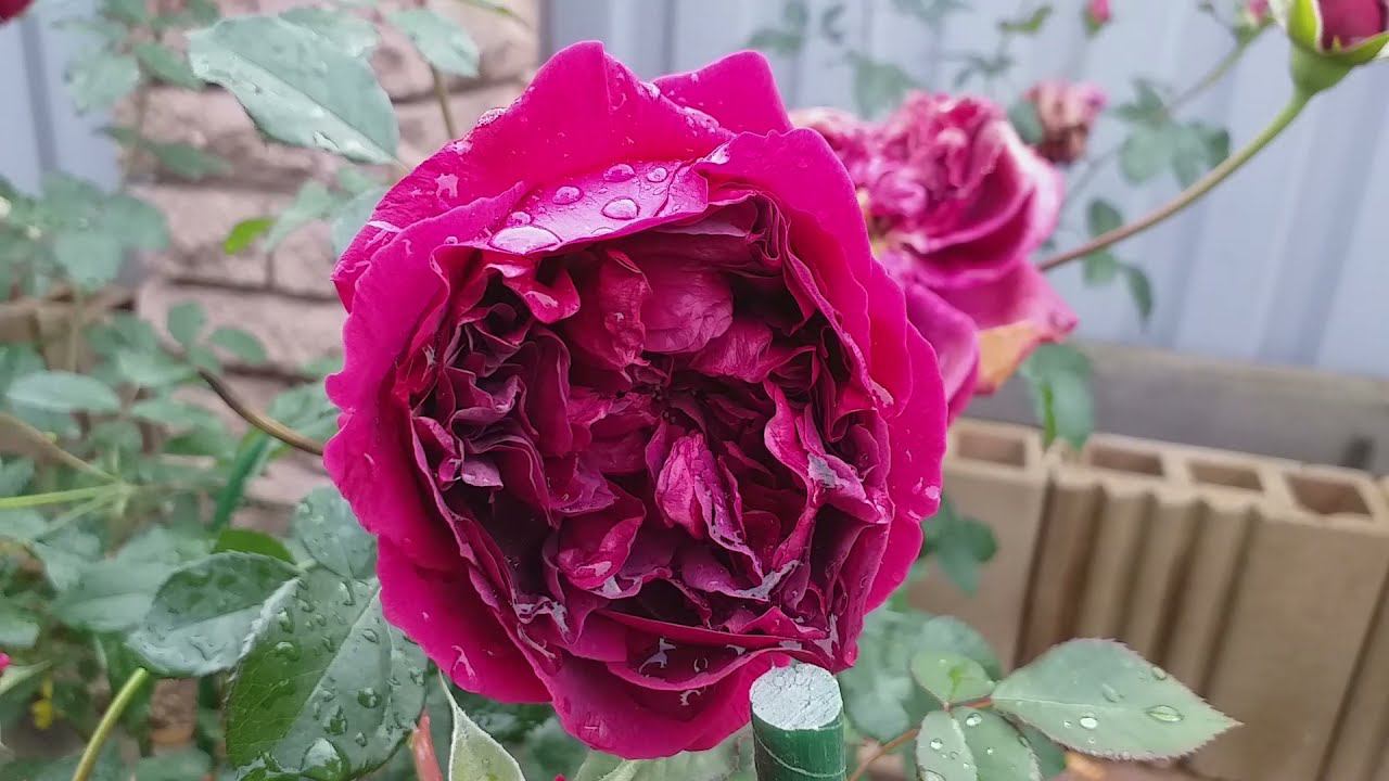 РОЗА William Shakespeare 2000