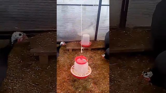 Цесарки несутся зимой в теплице. смотреть онлайн