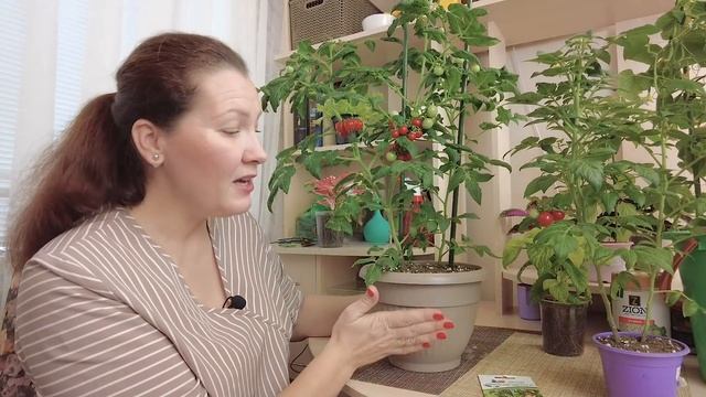 РЕАЛЬНЫЕ ПЕРЦЫ ?️ И ОГУРЦЫ ТРЮКАЧИ ?КРУГЛЫЙ ГОД // Выращиваем огород на подоконнике смотреть онлайн