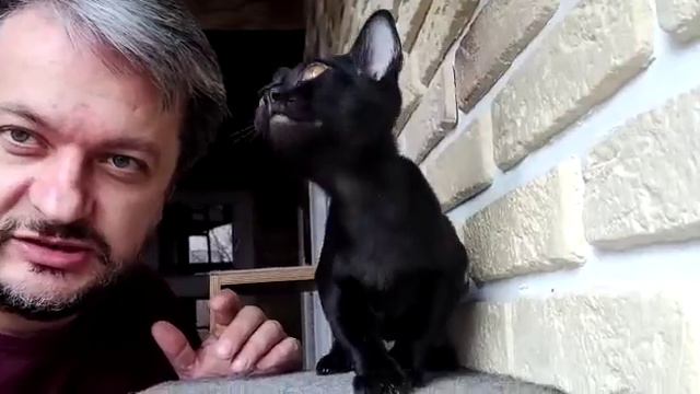 Ваня / Бомбейский котенок смотреть онлайн