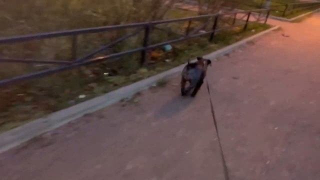 ЦВЕРГШНАУЦЕР