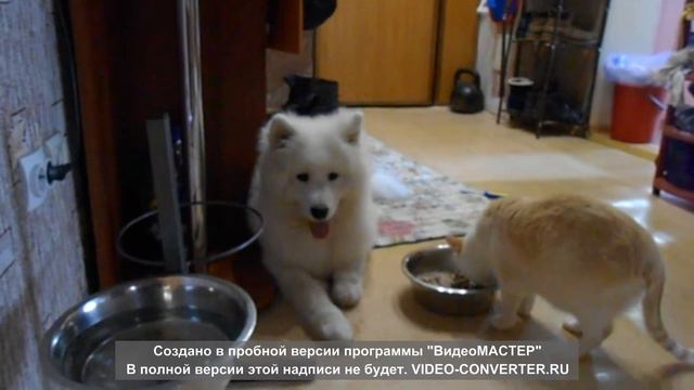 Кот тырит корм у самоеда 2 смотреть онлайн