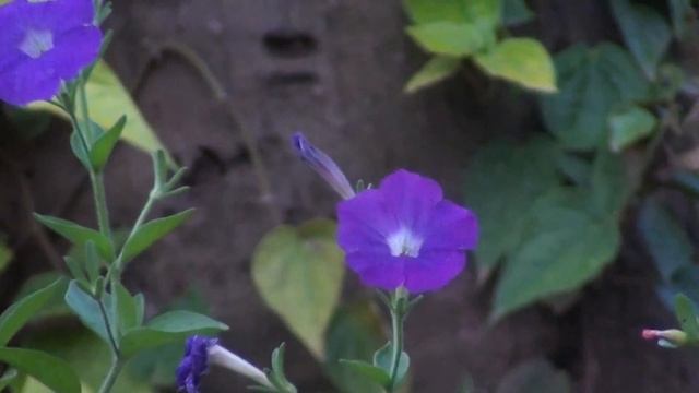 TEST Sony HDR-CX150e Handycam смотреть онлайн