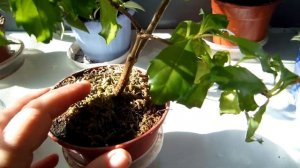 # Комнатное растение Дуранта. Как правильно посадить и вырастить растение