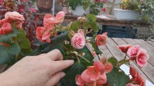 Бегония элатиор. Обрезка осенью. Делаем пышный и красивый куст.