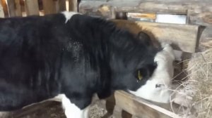 Откорм быков в домашних условиях #кормление_быков #крс #быки #откорм #корм_для_быков #корм