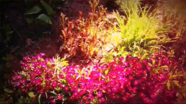 Цветы очень красивые смотреть онлайн